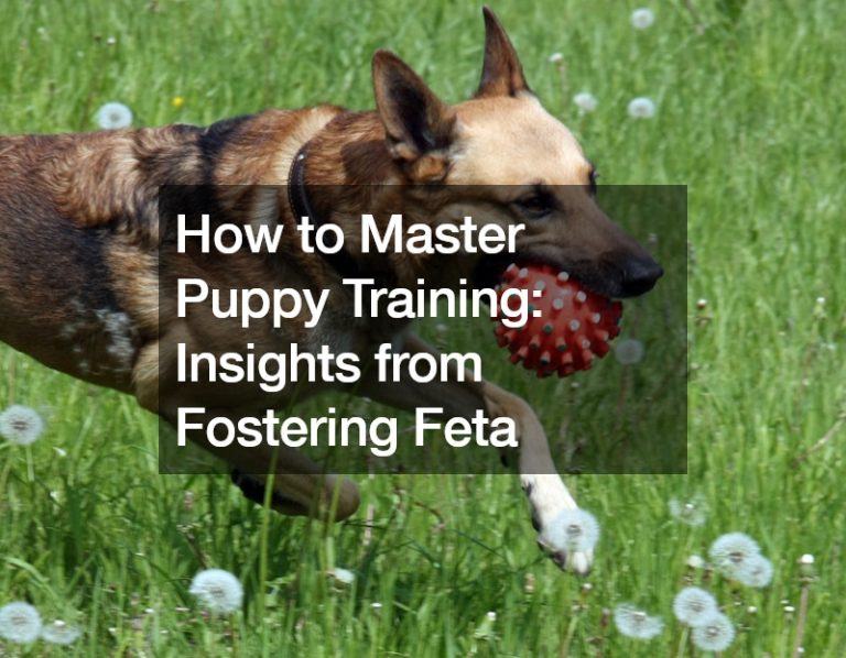 How to Master Puppy Training  Insights from Fostering Feta